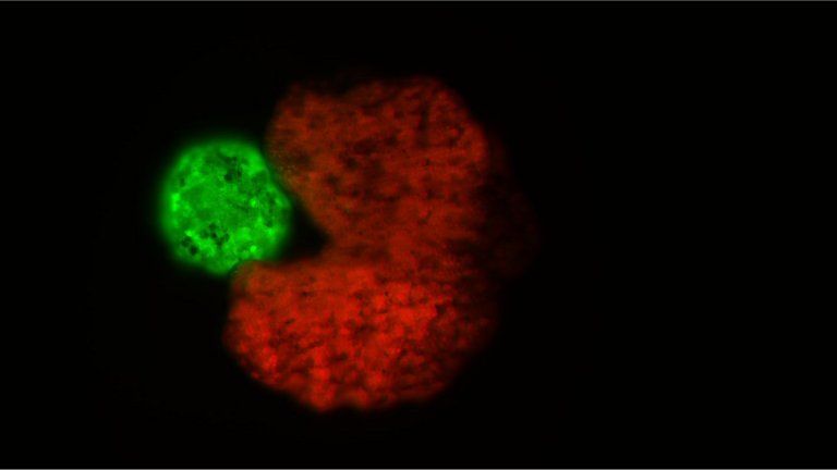 Cientistas criam robs biolgicos vivos que podem se reproduzir