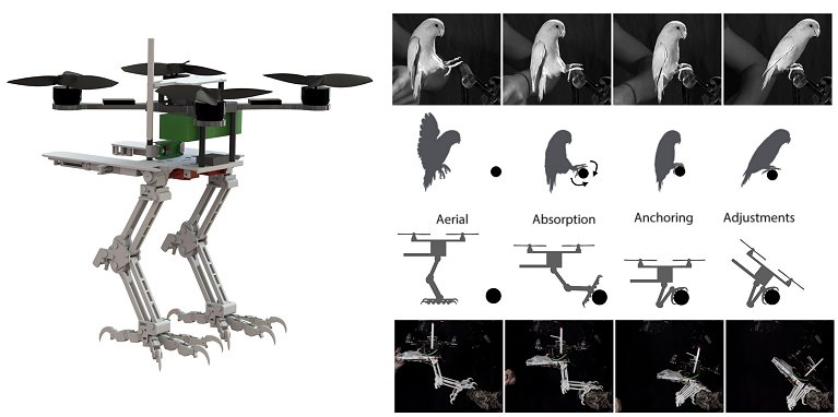 Robô inovador voa como drone e pousa como pássaro