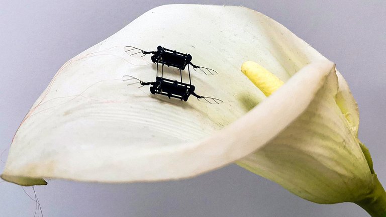 Supermúsculo artificial prepara robô-inseto para polinização