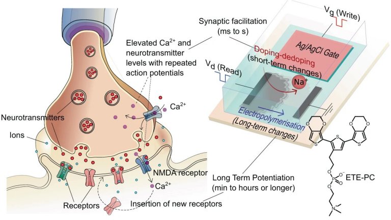 Biotransistores so implantados para controlar plantas vivas