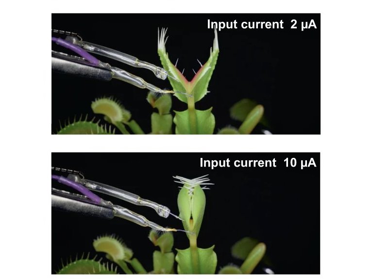 Biotransistores so implantados para controlar plantas vivas