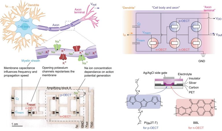 Biotransistores so implantados para controlar plantas vivas