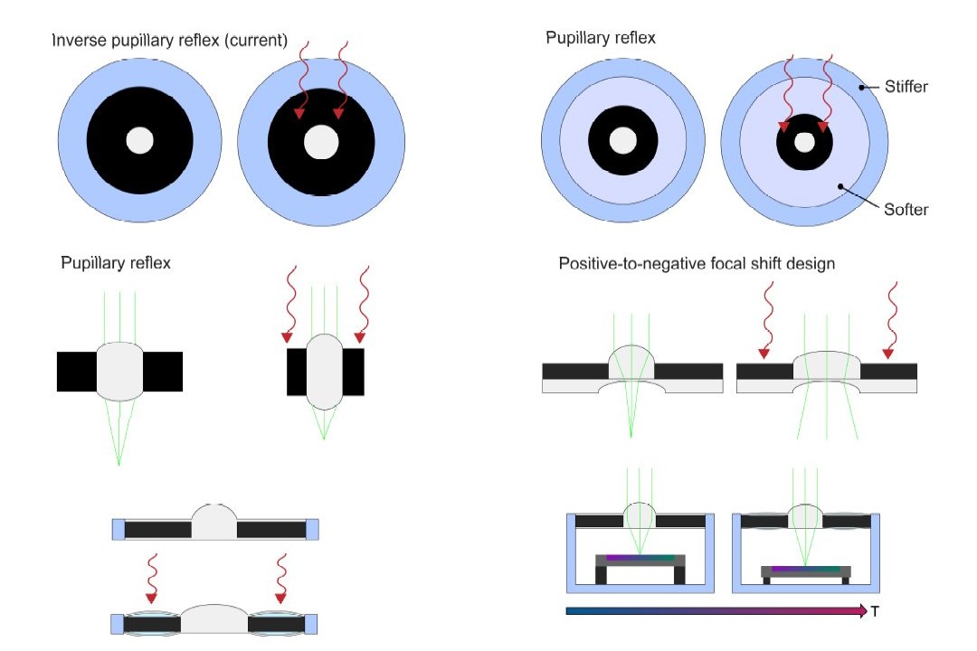 Lente com msculos artificiais alimenta-se da prpria luz