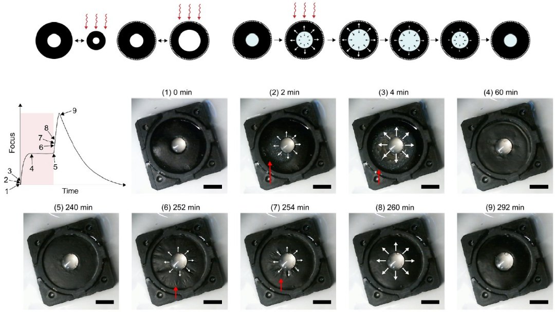 Lente com msculos artificiais alimenta-se da prpria luz