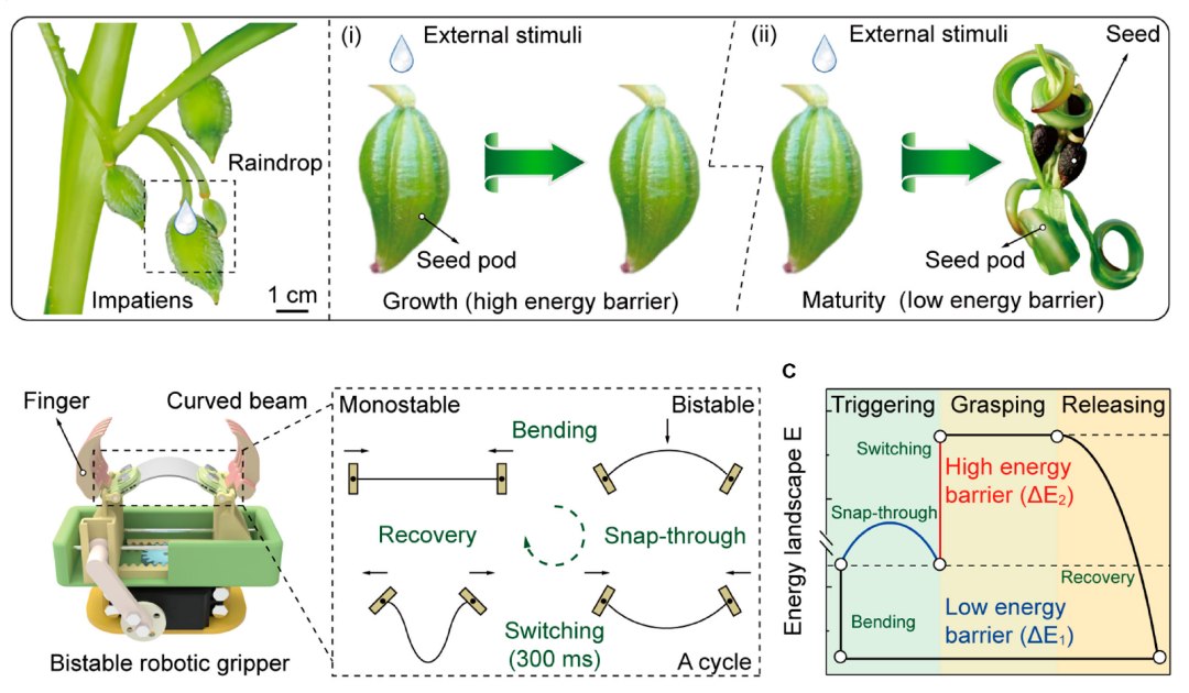 Garra rob�tica inspirada em planta cria rob� inspirado em p�ssaro