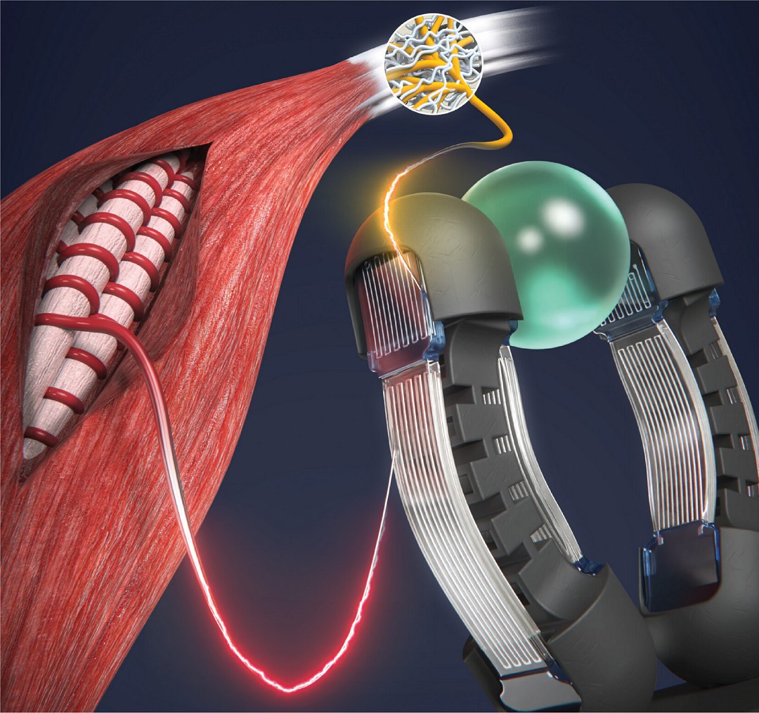 Músculo artificial inteligente integra sensibilidade e movimento