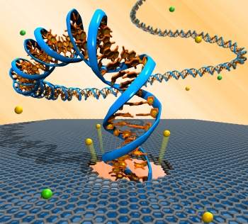 Sequenciamento eletrnico do DNA vira realidade graas ao grafeno