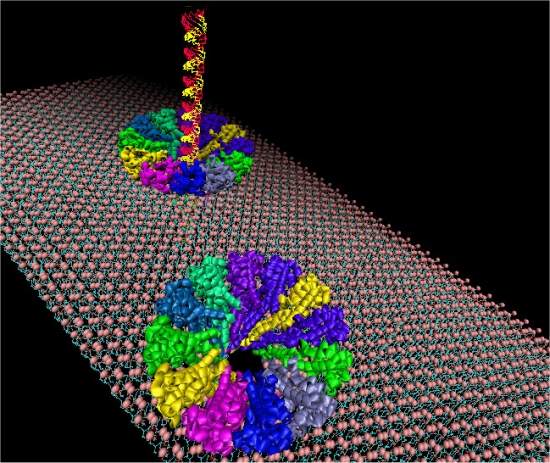 Nanomotor biossintético é usado para criar poro artificial