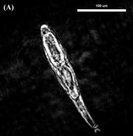 Microscpio hologrfico filma organismos no fundo do mar