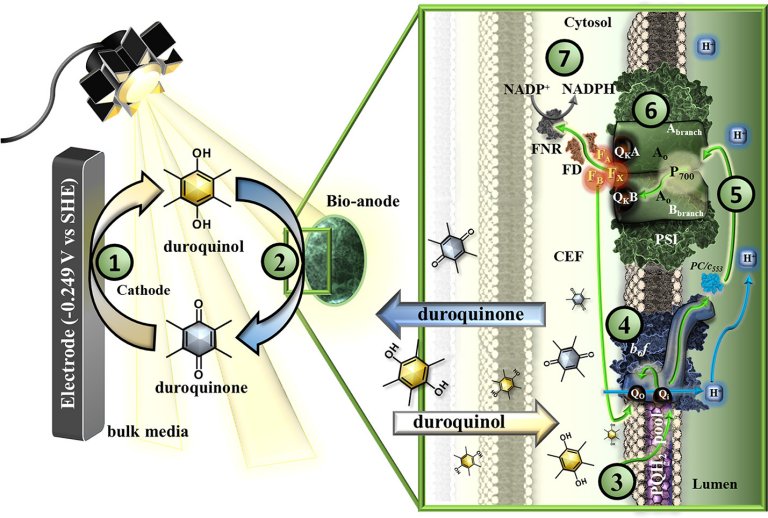 Fusão de vida fotossintética com célula solar oferece caminho para energia verde