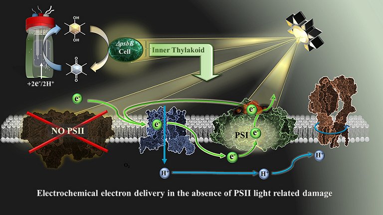 Fusão de vida fotossintética com célula solar oferece caminho para energia verde