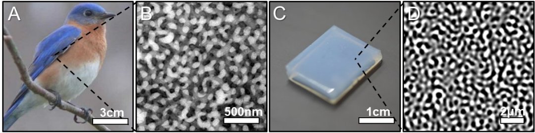 Penas de pssaro inspiram material para baterias e filtros