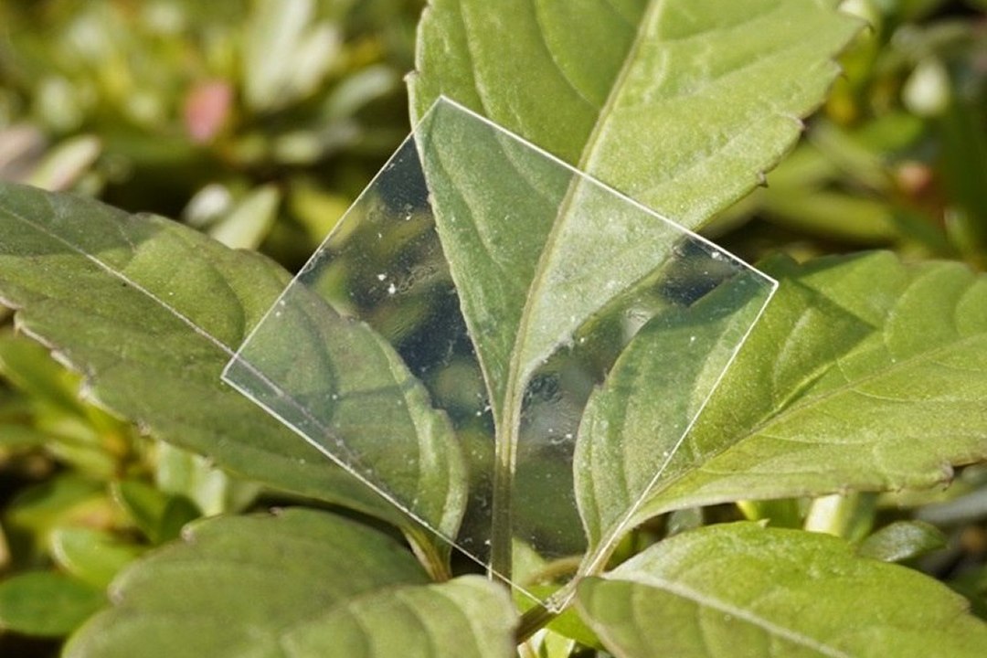 Plástico perfeito? Feito de plantas, biodegradável em água salgada e sem microplásticos
