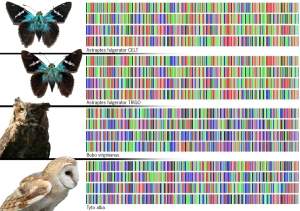 Cdigo de barras de DNA identifica espcies de animais