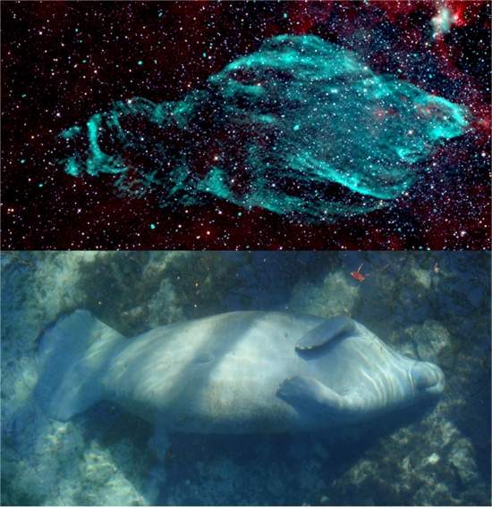Fotografada nebulosa parecida com peixe-boi
