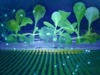Fotossíntese artificial produz alimentos no escuro