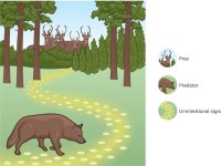 Internet da Natureza: Seres vivos mantm troca disseminada de informaes
