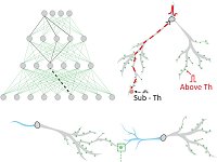 Além das sinapses: Cada neurônio é uma unidade computacional superpoderosa