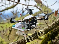Robô inovador voa como drone e pousa como pássaro