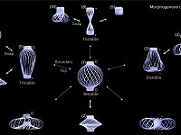 Polímero metamórfico assume 12 formatos