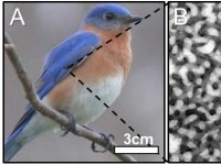 Penas de pássaro inspiram material para baterias e filtros